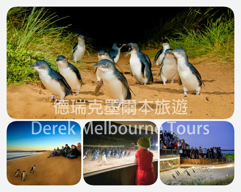 神仙企鵝歸巢（Phillip Island Penguin Parade）